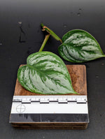 Philodendron cv. sodirini [cutting]