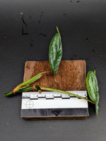 Philodendron cv. sodirini [cutting]