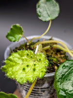 Begonia ferox green form [non-exact]