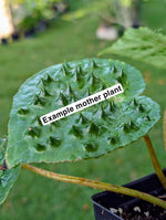 Begonia ferox green form [non-exact]