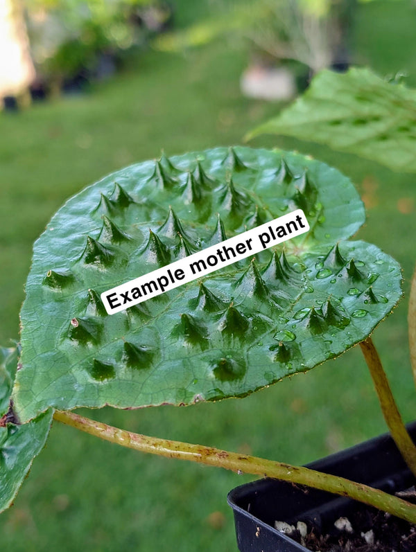 Begonia ferox green form [non-exact]