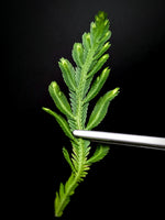 Selaginella bombycina [cutting]