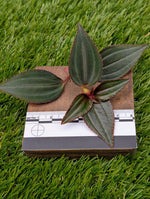 Arthrostemma parvifolium [cutting]