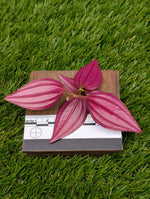 Arthrostemma parvifolium [cutting]