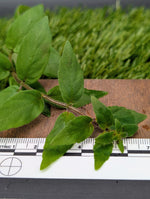 Drymonia sp., San Martin, Peru [cutting]