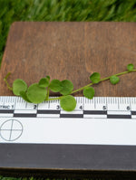 Peperomia rotundifolia true form [cutting]
