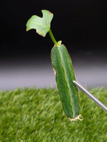 Cissus quadrangularis (Kenyan) [cutting]
