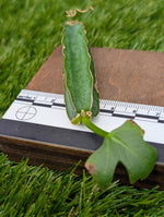 Cissus quadrangularis (Kenyan) [cutting]