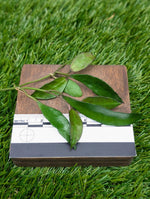 Hoya lacunosa [cutting]