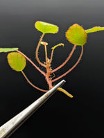 May include: A small plant with five green leaves and red stems. The plant is being held by a pair of silver tweezers.