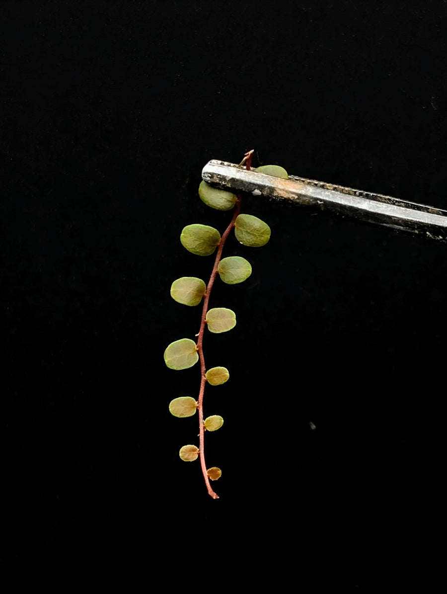 May include: A small green plant with round leaves hanging from a pair of silver tweezers against a black background.