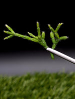 Rhipsalis cerescula [cutting]