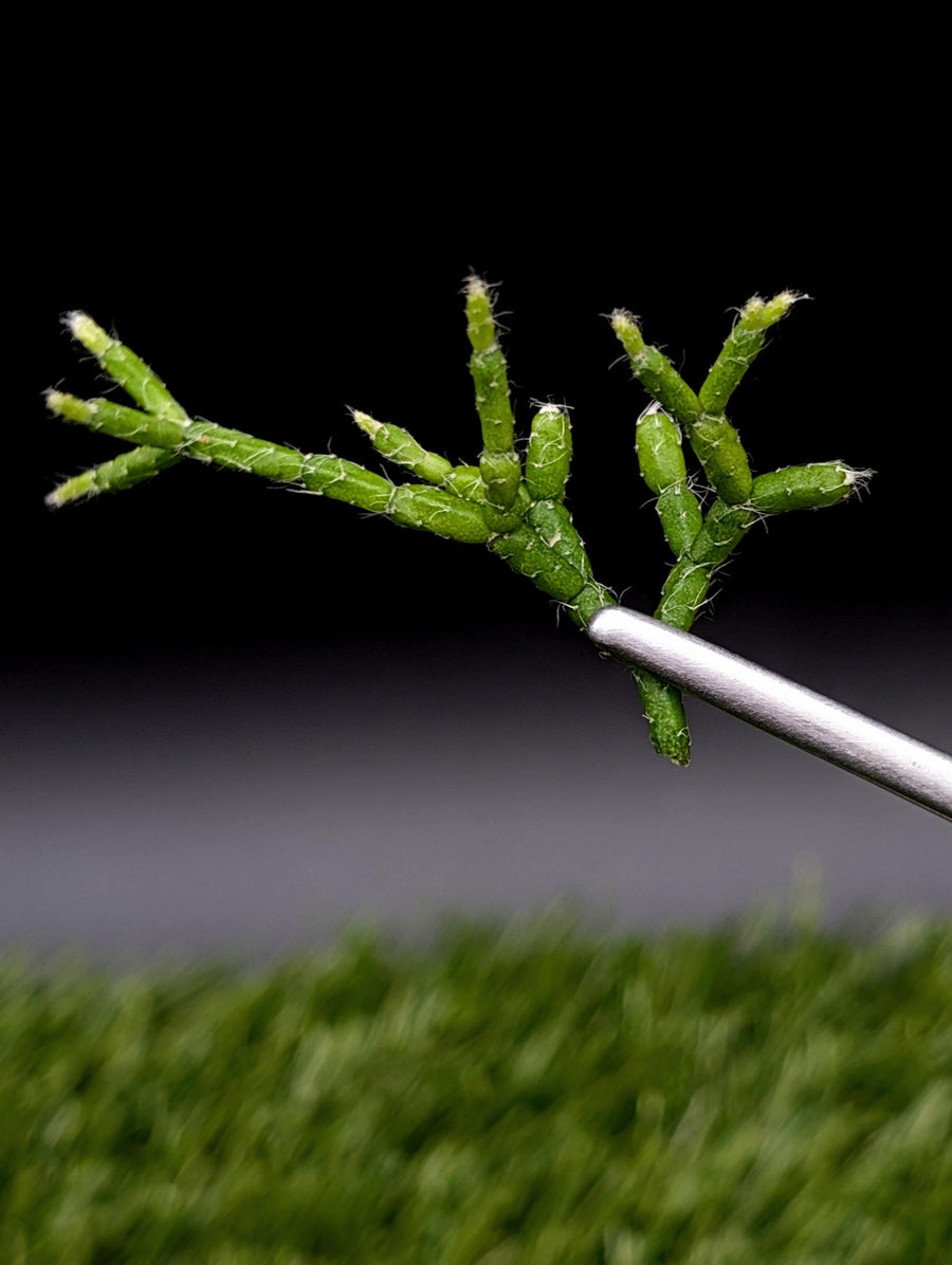 Rhipsalis cerescula [cutting]