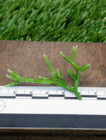 Rhipsalis cerescula [cutting]