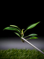 Philodendron cv. super-mini [cutting]