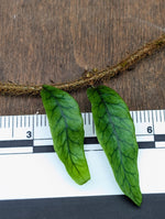 Microgramma aff. lycopodioides [cutting]