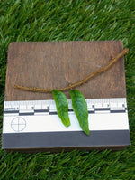 Microgramma aff. lycopodioides [cutting]