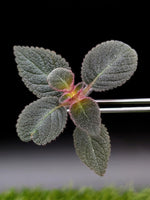 Pearcea bilobata [cutting]