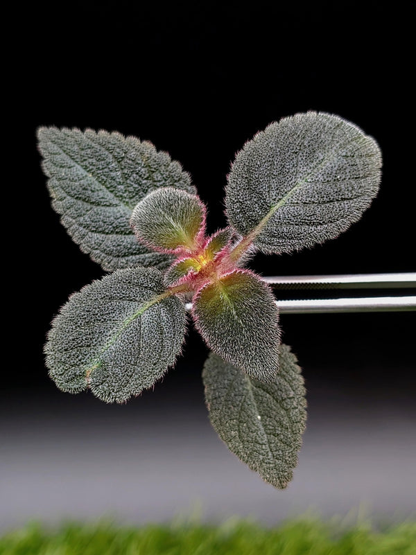 Pearcea bilobata [cutting]