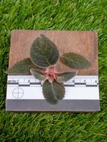 Pearcea bilobata [cutting]