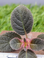 Pearcea bilobata [cutting]