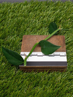 Rhaphidophora hongkongensis [cutting]