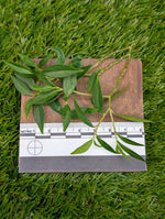 Peperomia trinervula cv. mini [cutting]