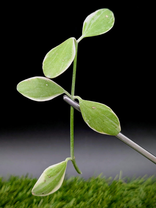 Dischidia oiantha variegated [cutting]