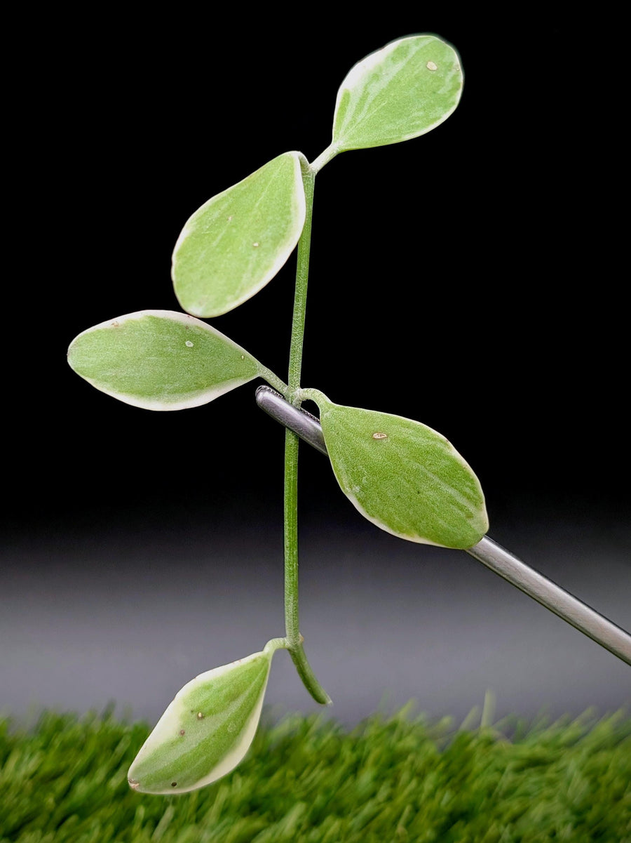 Dischidia oiantha variegated [cutting]