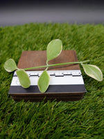 Dischidia oiantha variegated [cutting]