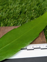 Epiphyllum pumilum [cutting]