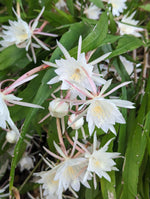 Epiphyllum pumilum [cutting]