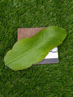 Epiphyllum oxypetalum [cutting]