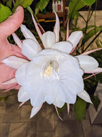 Epiphyllum oxypetalum [cutting]
