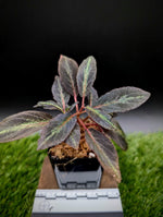 Sonerila sp. Starry sky [non-exact]