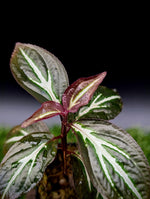 Sonerila sp. Thailand [non-exact]