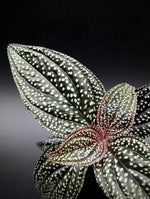 Sonerila sp. magenta moonlight [non-exact]
