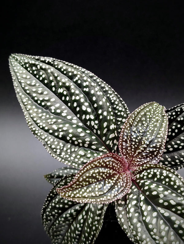 Sonerila sp. magenta moonlight [non-exact]
