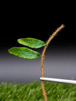 Microgramma aff. lycopodioides [cutting]