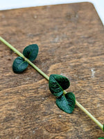 May include: A green vine with leaves growing on a brown wooden surface.