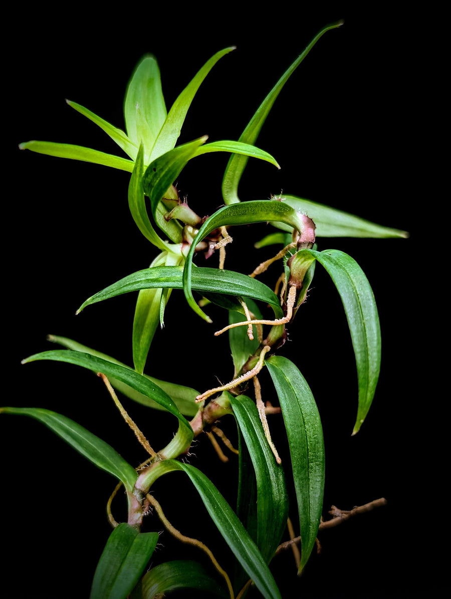 May include: A close-up of a green plant with long, thin leaves and thin, light brown roots. The plant is against a black background.