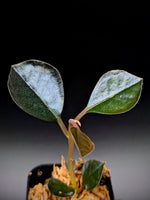 Ardisia sp. black [non-exact]