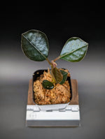 Ardisia sp. black [non-exact]