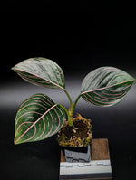 Aglaonema rotundum aceh [non-exact plant]