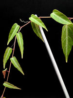 Cissus amazonica [cutting]