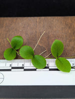 Micrechites serpyllifolius round [cutting]