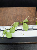 Micrechites serpyllifolius round [cutting]