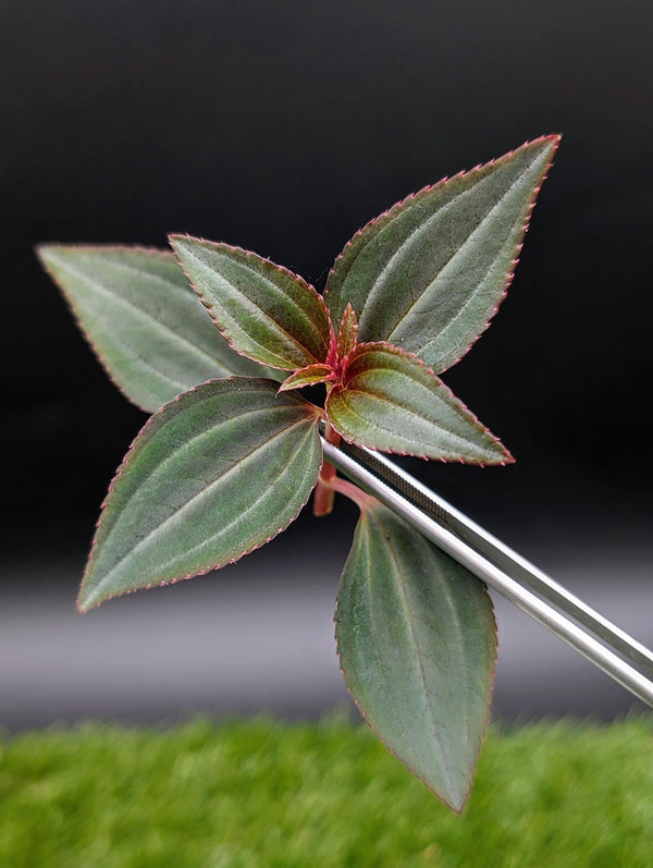 Arthrostemma parvifolium [cutting]