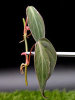 Philodendron micans cv. 'halo variegated' [cutting]