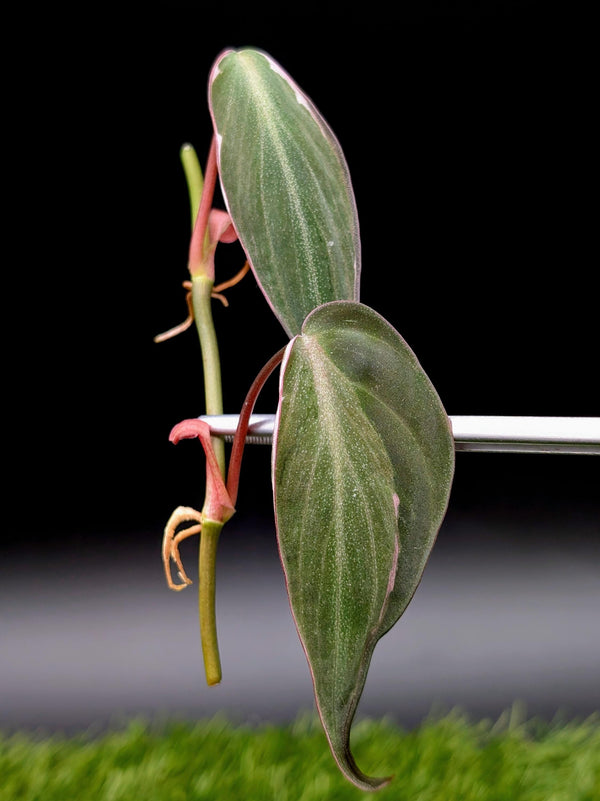 Philodendron micans cv. 'halo variegated' [cutting]